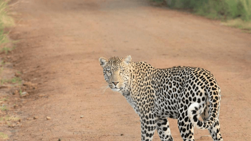 Focus - professional stock photography