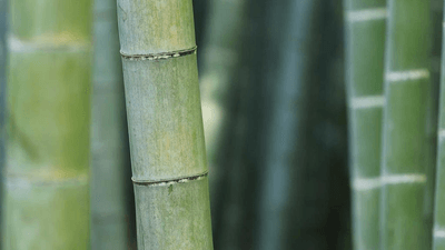 Focus - professional stock photography