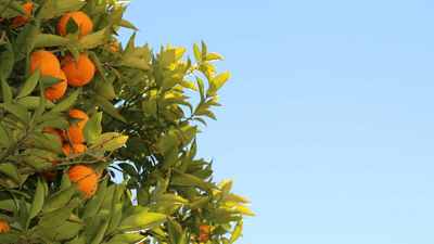 Growth - professional stock photography