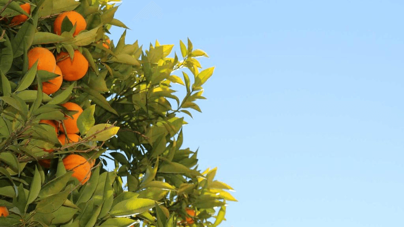 Growth - professional stock photography