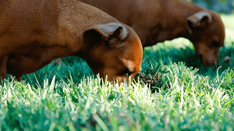 Thinking - professional stock photography